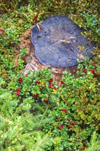 Red ripe lingonberries growing by a tree stump in a forest