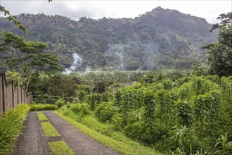 Beautiful tropical landscape. Rice fields, jungle and lots of nature on an island. Rice cultivation