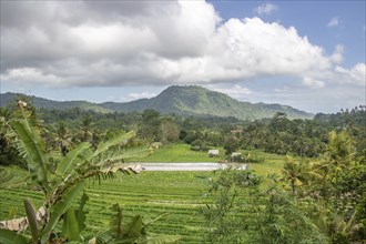 Beautiful tropical landscape. Rice fields, jungle and lots of nature on an island. Rice cultivation