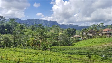 Beautiful tropical landscape. Rice fields, jungle and lots of nature on an island. Rice cultivation