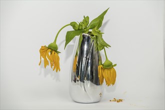 Faded, vase with faded flowers