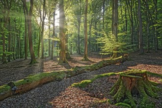 Light mood with sunbeams in the forest near Todenmann Rinteln Germany