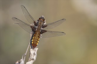 Broad-bodied Chaser (Libellula depressa) female sitting on a branch at the edge of a moor. Bas