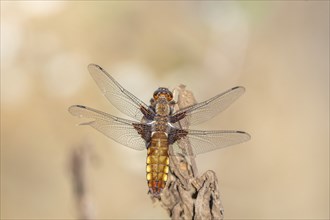 Broad-bodied Chaser (Libellula depressa) female sitting on a branch at the edge of a moor. Bas