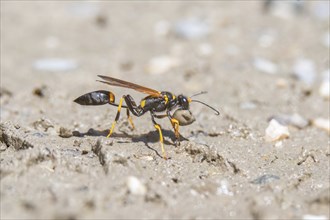 Black and yellow mud dauber (Sceliphron caementarium) looking for mud to build the nest. Bas rhin,