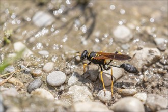 Black and yellow mud dauber (Sceliphron caementarium) looking for mud to build the nest. Bas rhin,