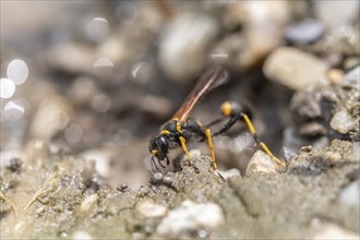 Black and yellow mud dauber (Sceliphron caementarium) looking for mud to build the nest. Bas rhin,