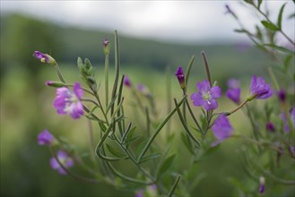 Great willowherb (Epilobium hirsutum), summer, August, Swabian-Franconian Forest nature park Park,