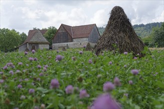 Field with clover (Trifolium) in the Hohenlohe Open-Air Museum, Wackershofen, museum village,