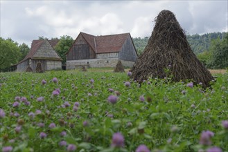 Field with clover (Trifolium) in the Hohenlohe Open-Air Museum, Wackershofen, museum village,