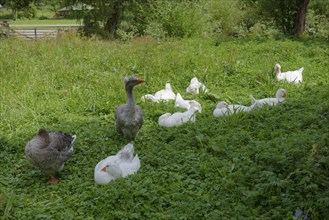 Village geese with offspring at the Hohenlohe Open-Air Museum, Wackershofen, museum village,