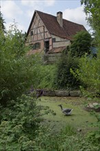 Village pond in the Hohenlohe Open-Air Museum, Wackershofen, museum village, summer, August,