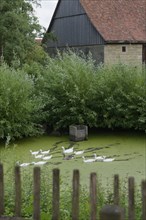 Village geese with offspring at the Hohenlohe Open-Air Museum, Wackershofen, museum village,