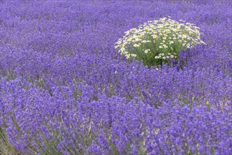 Lavender (Lavandula) listed in the inventory of intangible cultural heritage in France. Sault,