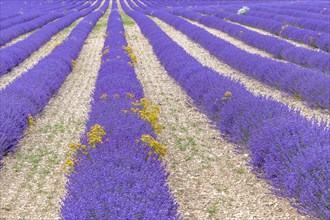 Lavender (Lavandula) listed in the inventory of intangible cultural heritage in France. Sault,