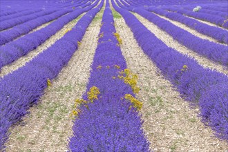 Lavender (Lavandula) listed in the inventory of intangible cultural heritage in France. Sault,