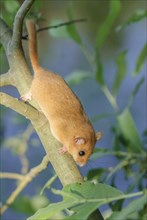 Female common dormouse (Muscardinus avellanarius) on a branch in bushy vegetation. bas rhin Alsace,