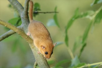 Female common dormouse (Muscardinus avellanarius) on a branch in bushy vegetation. bas rhin Alsace,