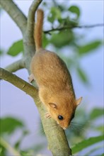 Female common dormouse (Muscardinus avellanarius) on a branch in bushy vegetation. bas rhin Alsace,