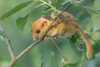 Female common dormouse (Muscardinus avellanarius) on a branch in bushy vegetation. bas rhin Alsace,