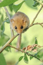 Female common dormouse (Muscardinus avellanarius) on a branch in bushy vegetation. bas rhin Alsace,