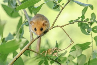 Female common dormouse (Muscardinus avellanarius) on a branch in bushy vegetation. bas rhin Alsace,