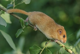 Female common dormouse (Muscardinus avellanarius) on a branch in bushy vegetation. bas rhin Alsace,