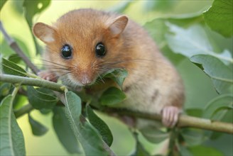 Female common dormouse (Muscardinus avellanarius) on a branch in bushy vegetation. bas rhin Alsace,