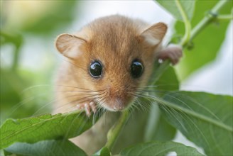 Female common dormouse (Muscardinus avellanarius) on a branch in bushy vegetation. bas rhin Alsace,