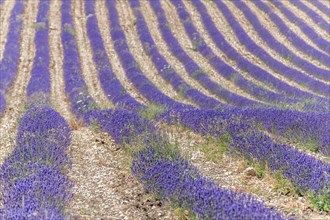 Lavender (Lavandula) listed in the inventory of intangible cultural heritage in France. Sault,