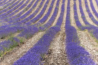 Lavender (Lavandula) listed in the inventory of intangible cultural heritage in France. Sault,