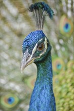 Portrait of a male blue peacock (Pavo cristatus) in a garden. Ouarzazate, Draa-Tafilalet, Morocco,