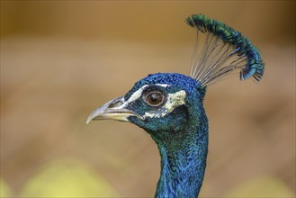 Portrait of a male blue peacock (Pavo cristatus) in a garden. Ouarzazate, Draa-Tafilalet, Morocco,