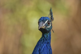 Portrait of a male blue peacock (Pavo cristatus) in a garden. Ouarzazate, Draa-Tafilalet, Morocco,