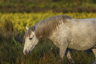 Camargue horse in a marsh filled with yellow irises. Saintes Maries de la Mer, Camargue, Arles,