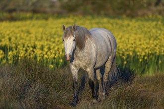 Camargue horse in a marsh filled with yellow irises. Saintes Maries de la Mer, Camargue, Arles,