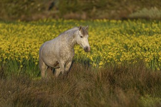 Camargue horse in a marsh filled with yellow irises. Saintes Maries de la Mer, Camargue, Arles,