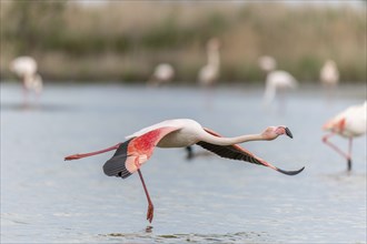 Flamingos (Phoenicopterus roseus) in flight from a pond. Saintes Maries de la Mer, Parc naturel