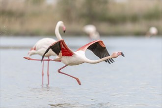 Flamingos (Phoenicopterus roseus) in flight from a pond. Saintes Maries de la Mer, Parc naturel