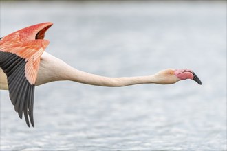 Flamingos (Phoenicopterus roseus) in flight from a pond. Saintes Maries de la Mer, Parc naturel