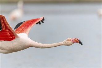 Flamingos (Phoenicopterus roseus) in flight from a pond. Saintes Maries de la Mer, Parc naturel