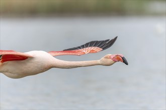 Flamingos (Phoenicopterus roseus) in flight from a pond. Saintes Maries de la Mer, Parc naturel