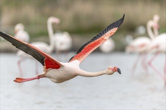 Flamingos (Phoenicopterus roseus) in flight from a pond. Saintes Maries de la Mer, Parc naturel