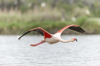 Flamingos (Phoenicopterus roseus) in flight from a pond. Saintes Maries de la Mer, Parc naturel