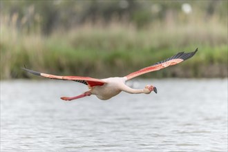 Flamingos (Phoenicopterus roseus) in flight from a pond. Saintes Maries de la Mer, Parc naturel