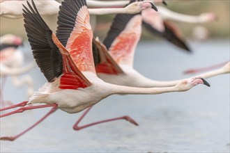 Flamingos (Phoenicopterus roseus) in flight from a pond. Saintes Maries de la Mer, Parc naturel