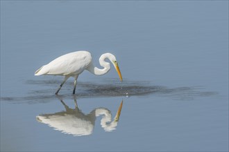 Great Egret (Ardea alba) in search of fish. Bas Rhin, Alsace, France, Europe