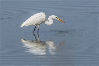 Great Egret (Ardea alba) in search of fish. Bas Rhin, Alsace, France, Europe