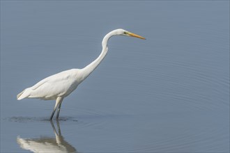 Great Egret (Ardea alba) in search of fish. Bas Rhin, Alsace, France, Europe