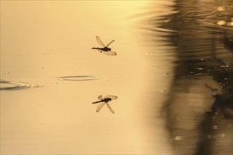 A dragon fly lays its eggs while hovering over the water of a moor. Bas Rhin, Alsace, France,